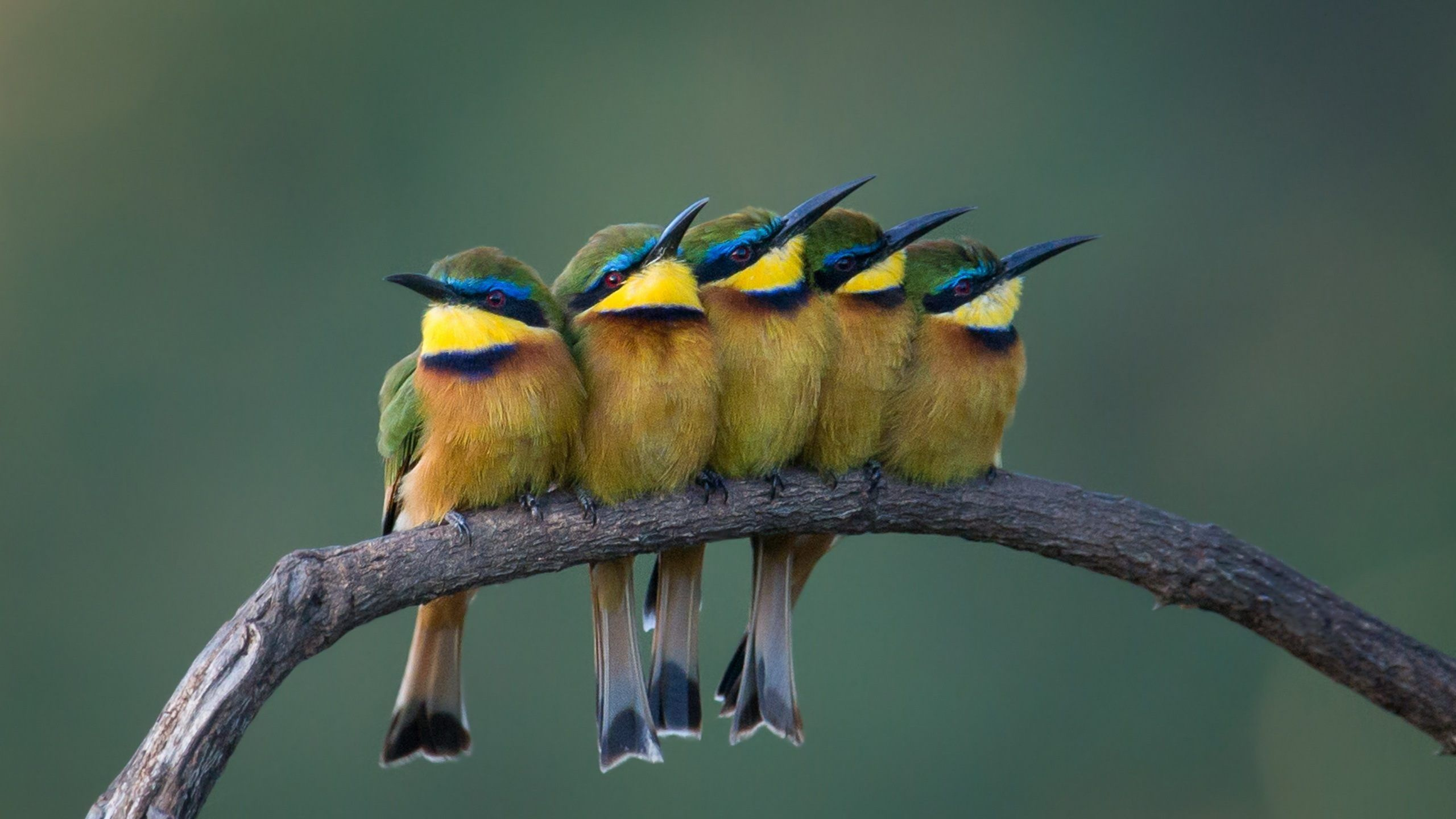 Обои птица, пчелоед, ракшеобразных, клюв, живая природа в разрешении 2560x1440