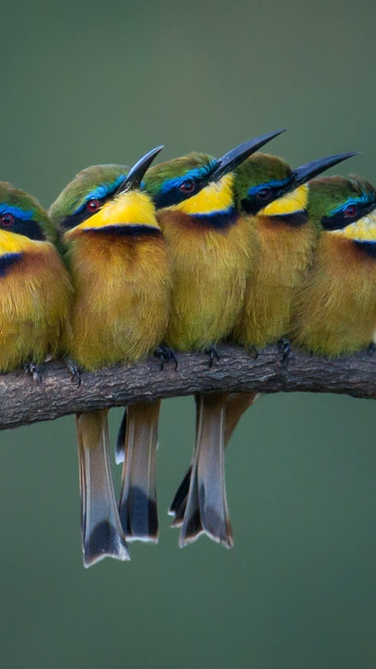 Обои птица, пчелоед, ракшеобразных, клюв, живая природа в разрешении 750x1334