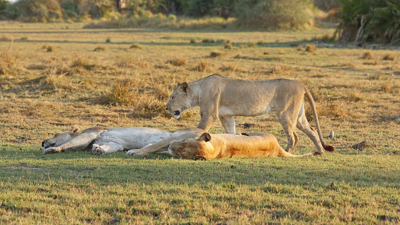 Обои Лев, сафари, живая природа, наземные животные, сенокосное угодье в разрешении 1366x768
