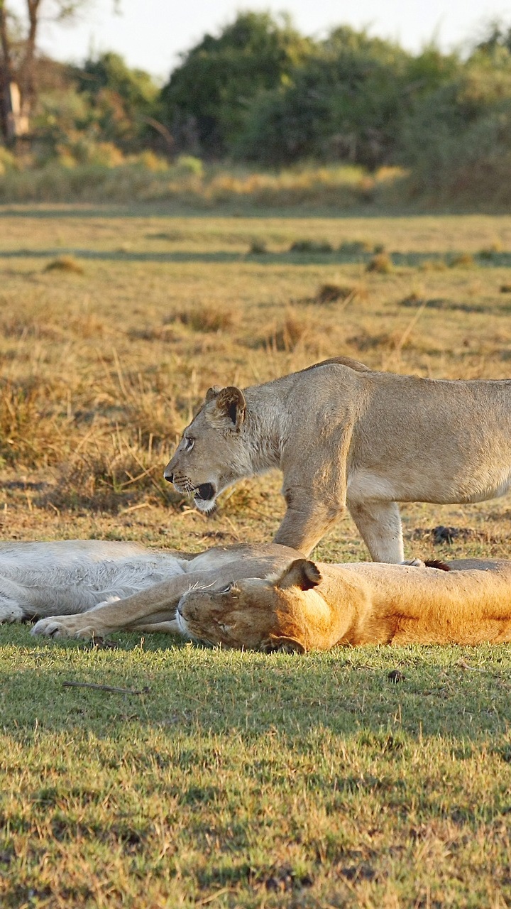 Обои Лев, сафари, живая природа, наземные животные, сенокосное угодье в разрешении 720x1280