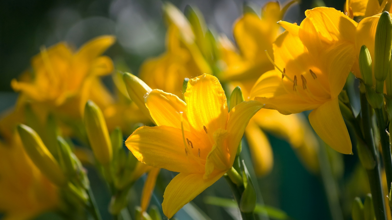 Обои желтый, лепесток, растение, весна, лилиум в разрешении 1366x768