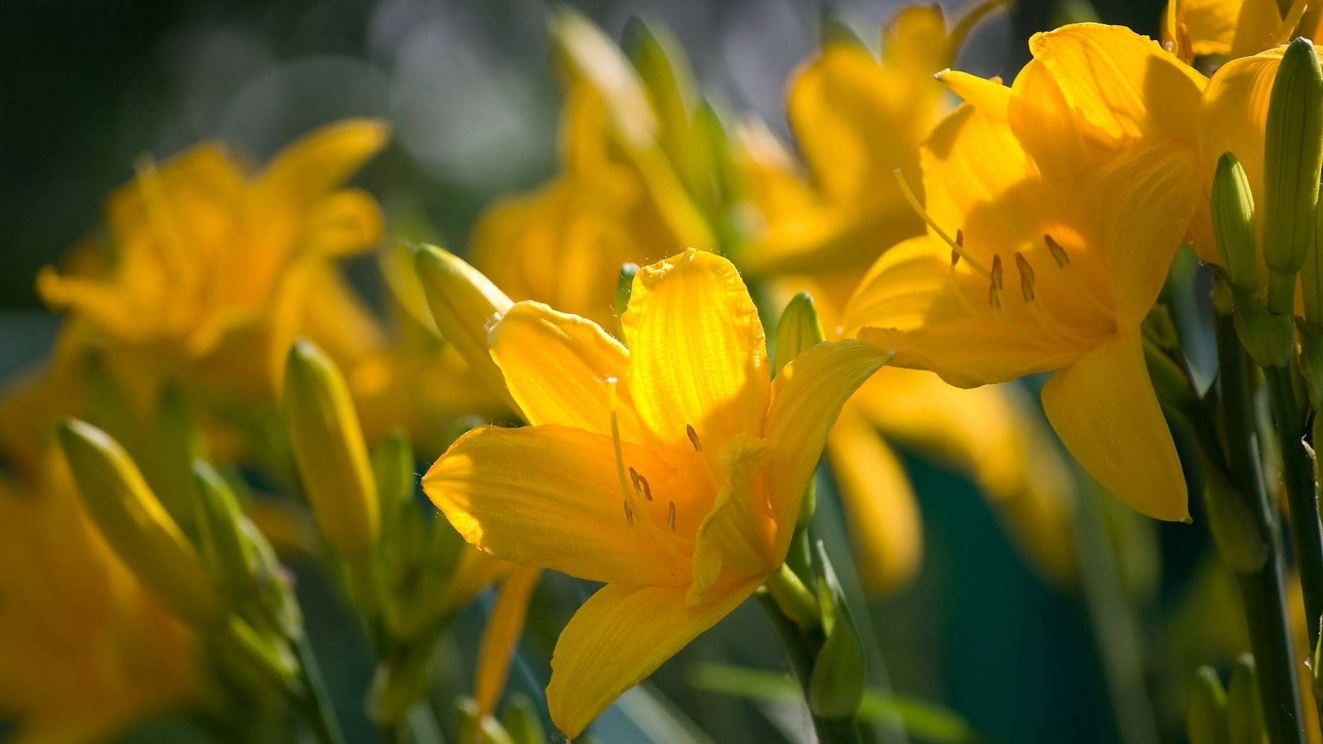 Обои желтый, лепесток, растение, весна, лилиум в разрешении 1920x1080