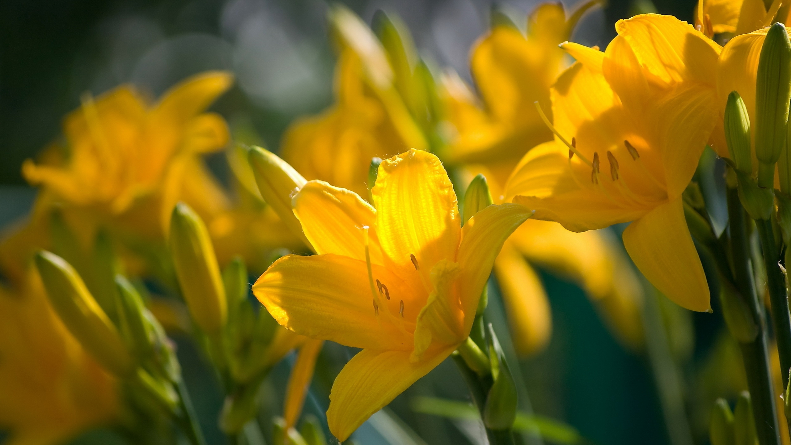 Обои желтый, лепесток, растение, весна, лилиум в разрешении 2560x1440