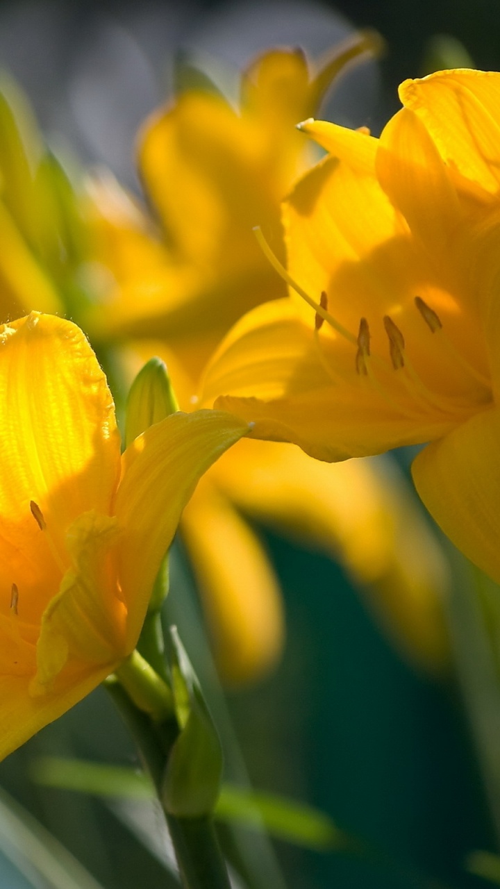 Обои желтый, лепесток, растение, весна, лилиум в разрешении 720x1280