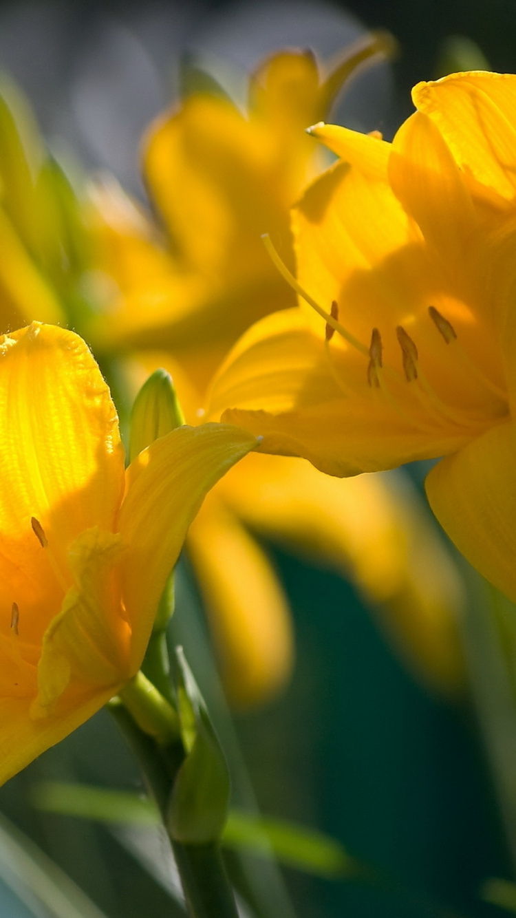 Обои желтый, лепесток, растение, весна, лилиум в разрешении 750x1334