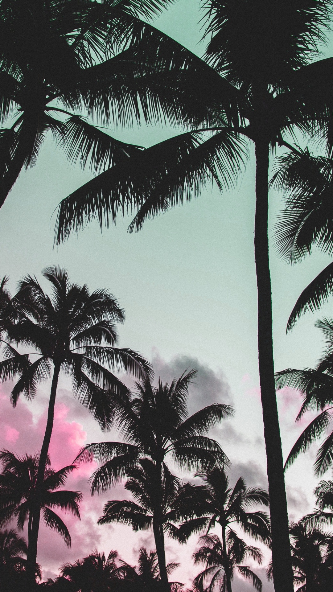 Обои пальмовые рощи, дерево, Пальма, Кокос, attalea специоза в разрешении 1080x1920