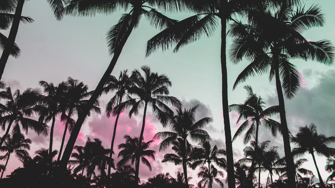 Обои пальмовые рощи, дерево, Пальма, Кокос, attalea специоза в разрешении 1280x720