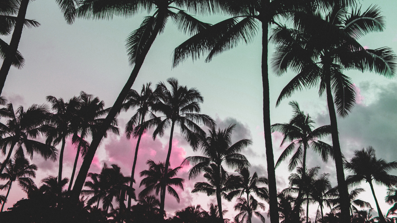 Обои пальмовые рощи, дерево, Пальма, Кокос, attalea специоза в разрешении 1366x768