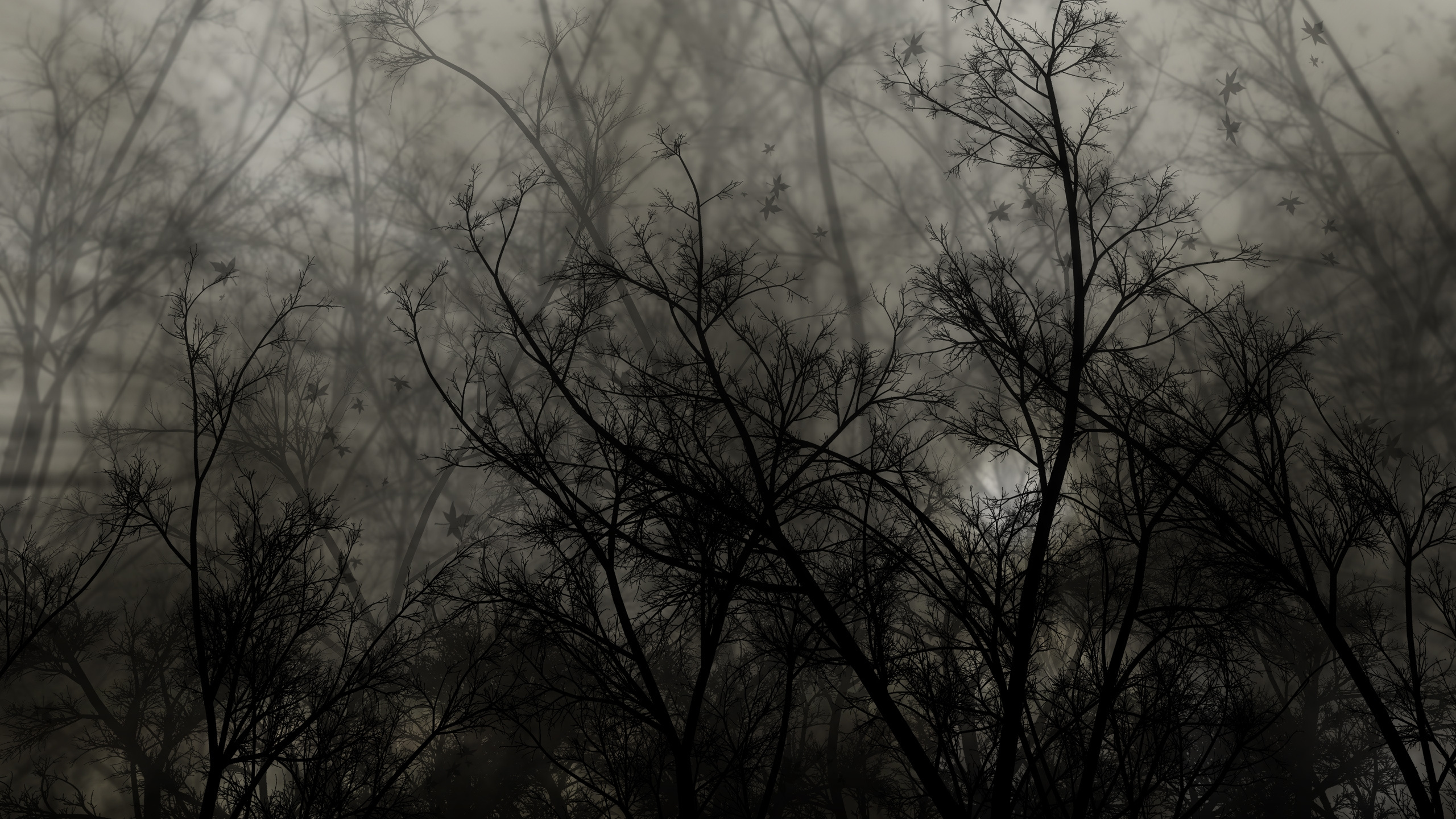 Обои лес, дерево, ветвь, ветви, черный и белый в разрешении 2560x1440