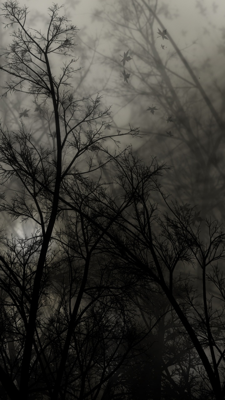 Обои лес, дерево, ветвь, ветви, черный и белый в разрешении 720x1280