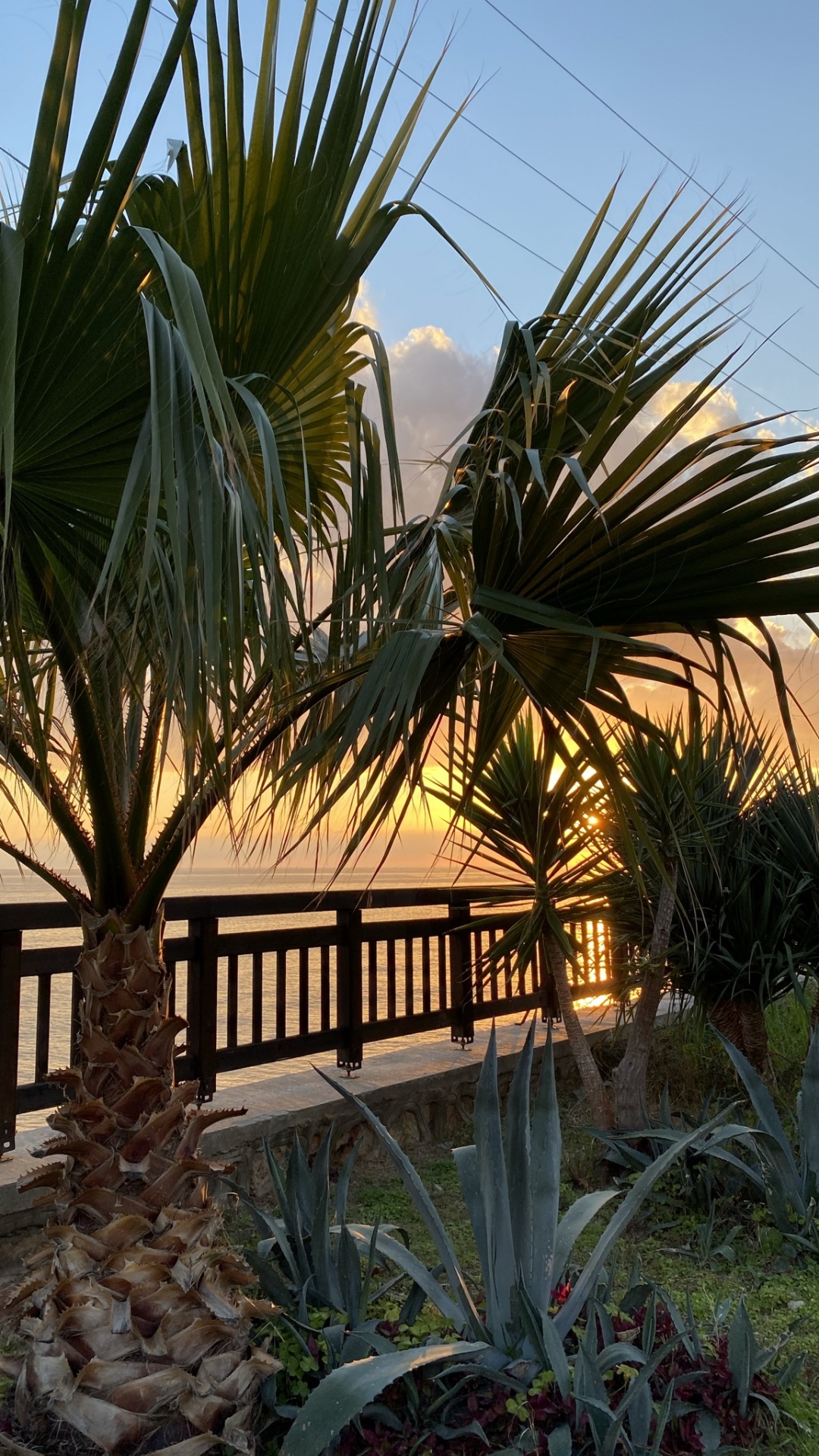 Обои растение, пальмовые рощи, биология, растительное сообщество, свет в разрешении 1080x1920