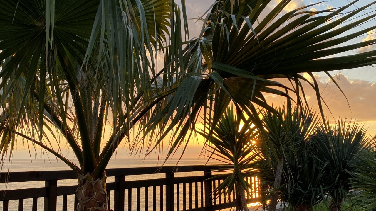 Обои растение, пальмовые рощи, биология, растительное сообщество, свет в разрешении 1280x720