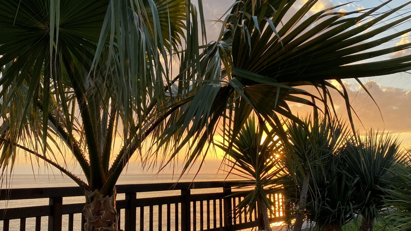 Обои растение, пальмовые рощи, биология, растительное сообщество, свет в разрешении 1366x768