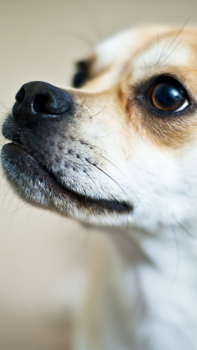 Обои щенок, собака породы, нос, собака компаньон, помеси собак в разрешении 750x1334