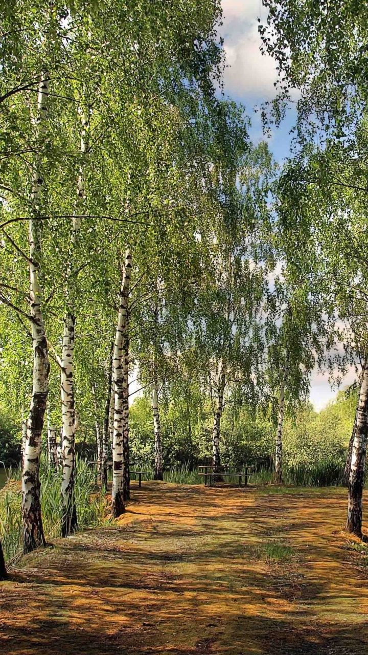 Обои дерево, природа, древесные растения, природный заповедник, растение в разрешении 720x1280