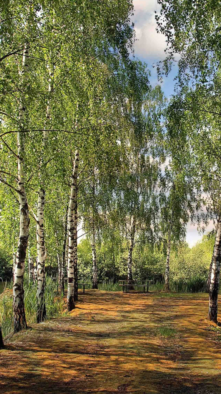 Обои дерево, природа, древесные растения, природный заповедник, растение в разрешении 750x1334