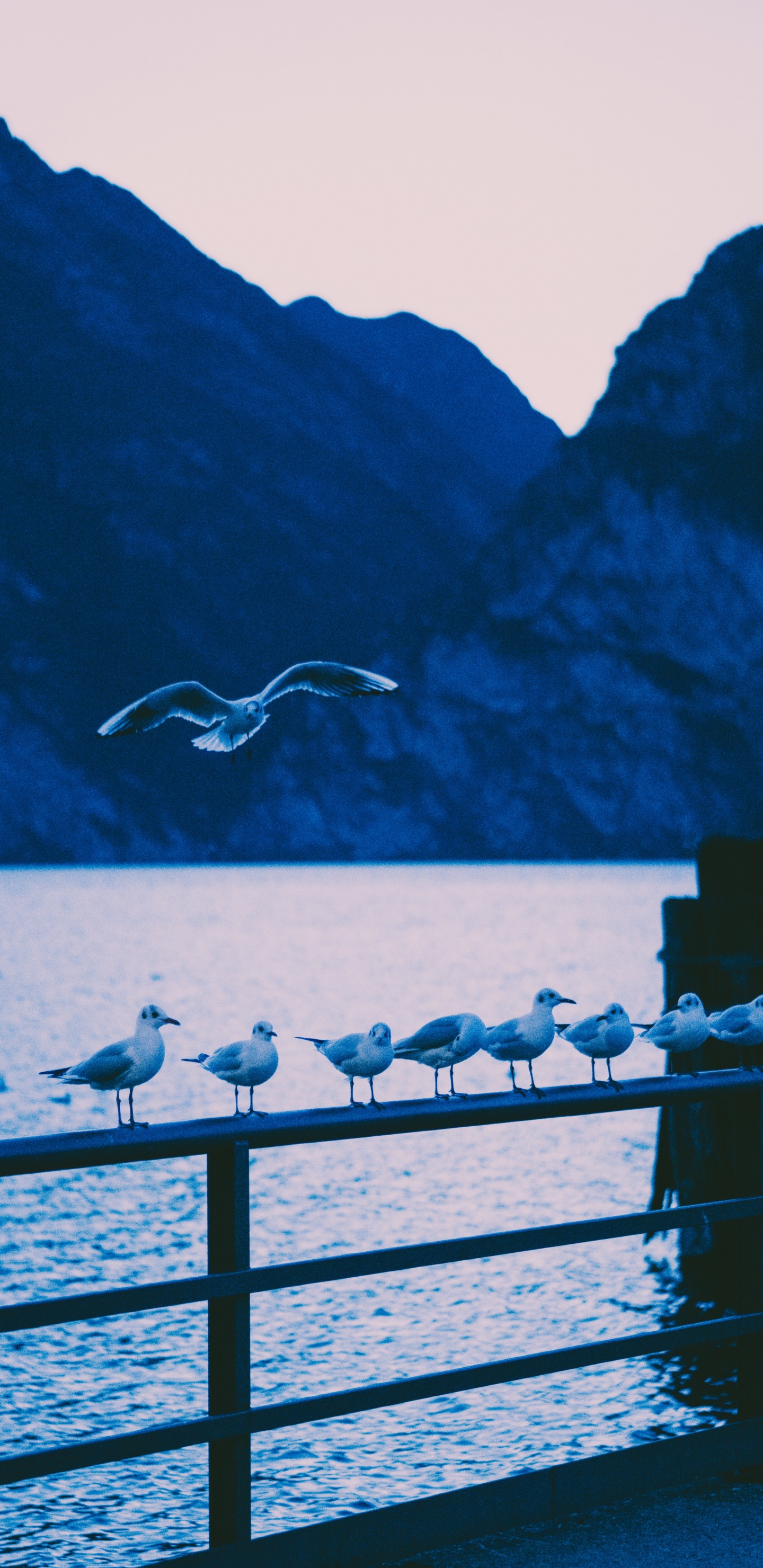 Обои озеро, синий, вода, звук, море в разрешении 1440x2960