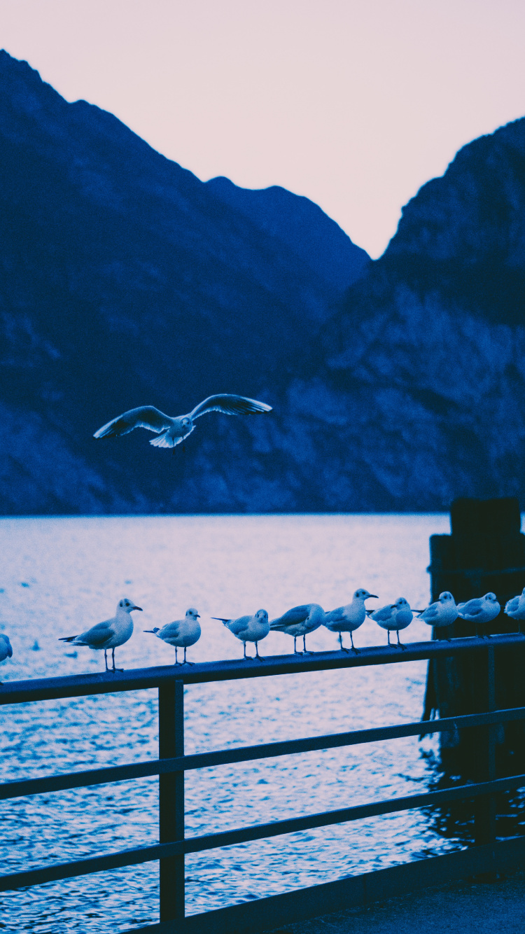 Обои озеро, синий, вода, звук, море в разрешении 750x1334