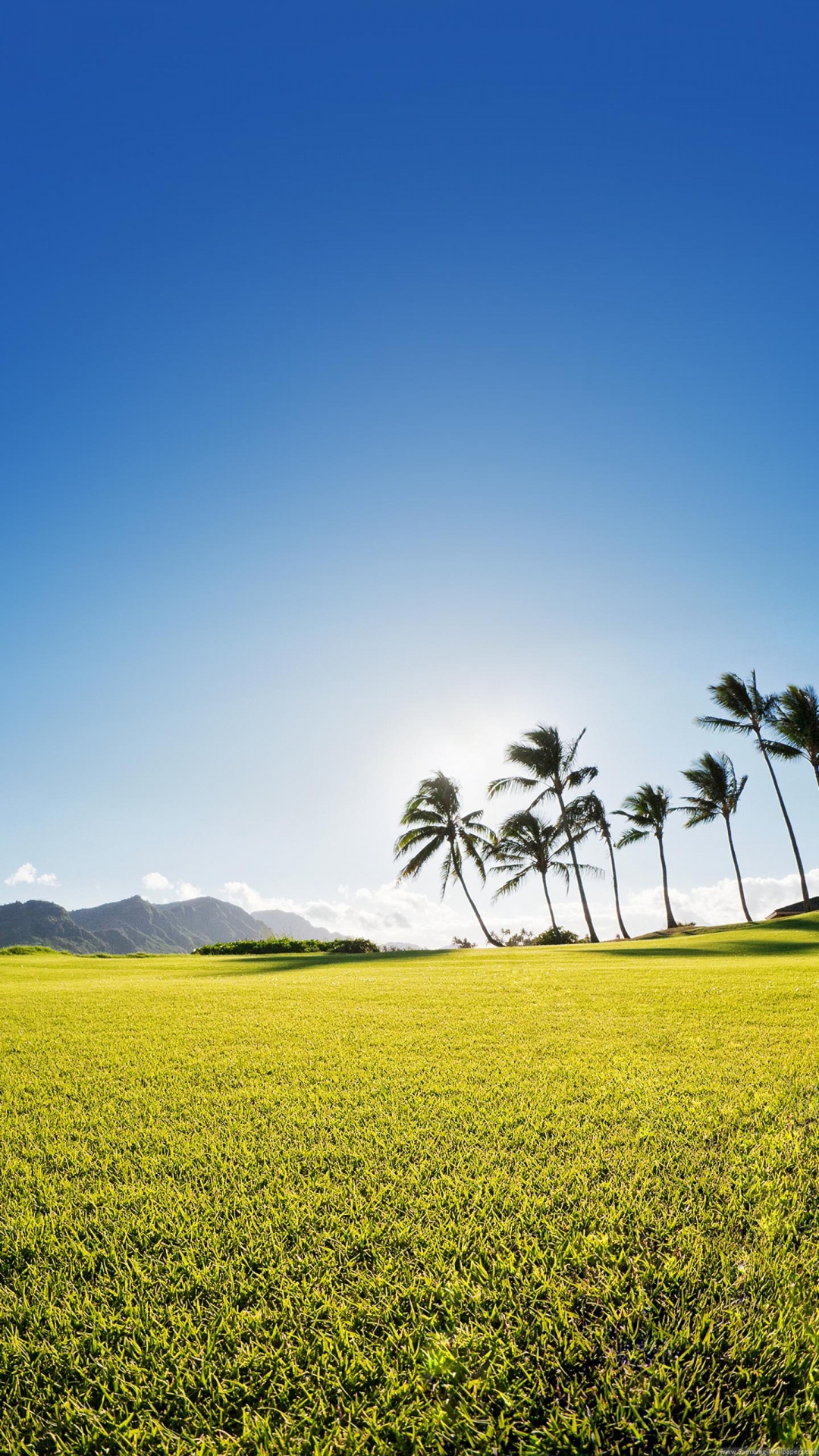 Обои поле, природа, природный ландшафт, сенокосное угодье, зеленый в разрешении 1080x1920