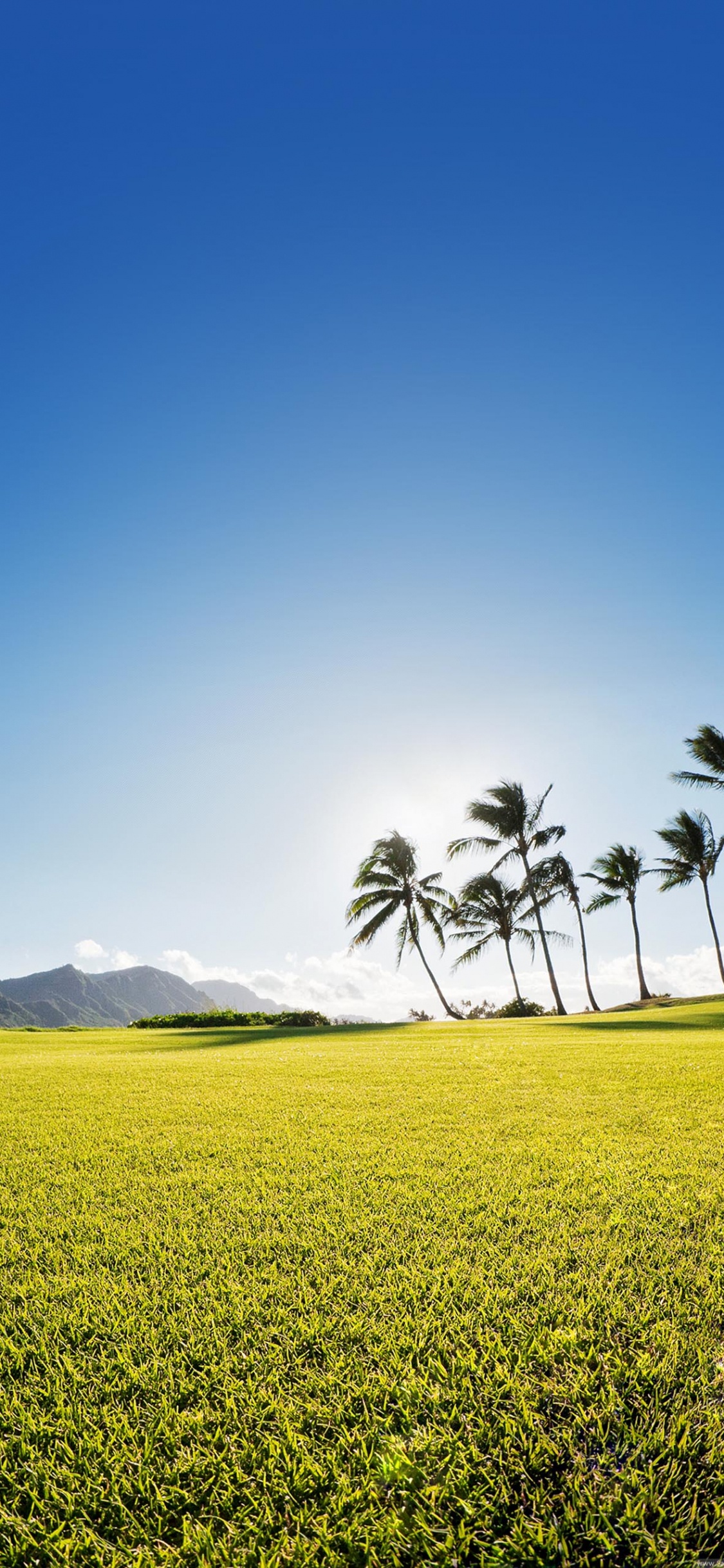 Обои поле, природа, природный ландшафт, сенокосное угодье, зеленый в разрешении 1125x2436