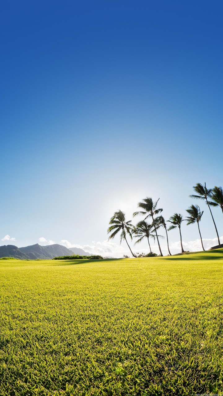 Обои поле, природа, природный ландшафт, сенокосное угодье, зеленый в разрешении 720x1280