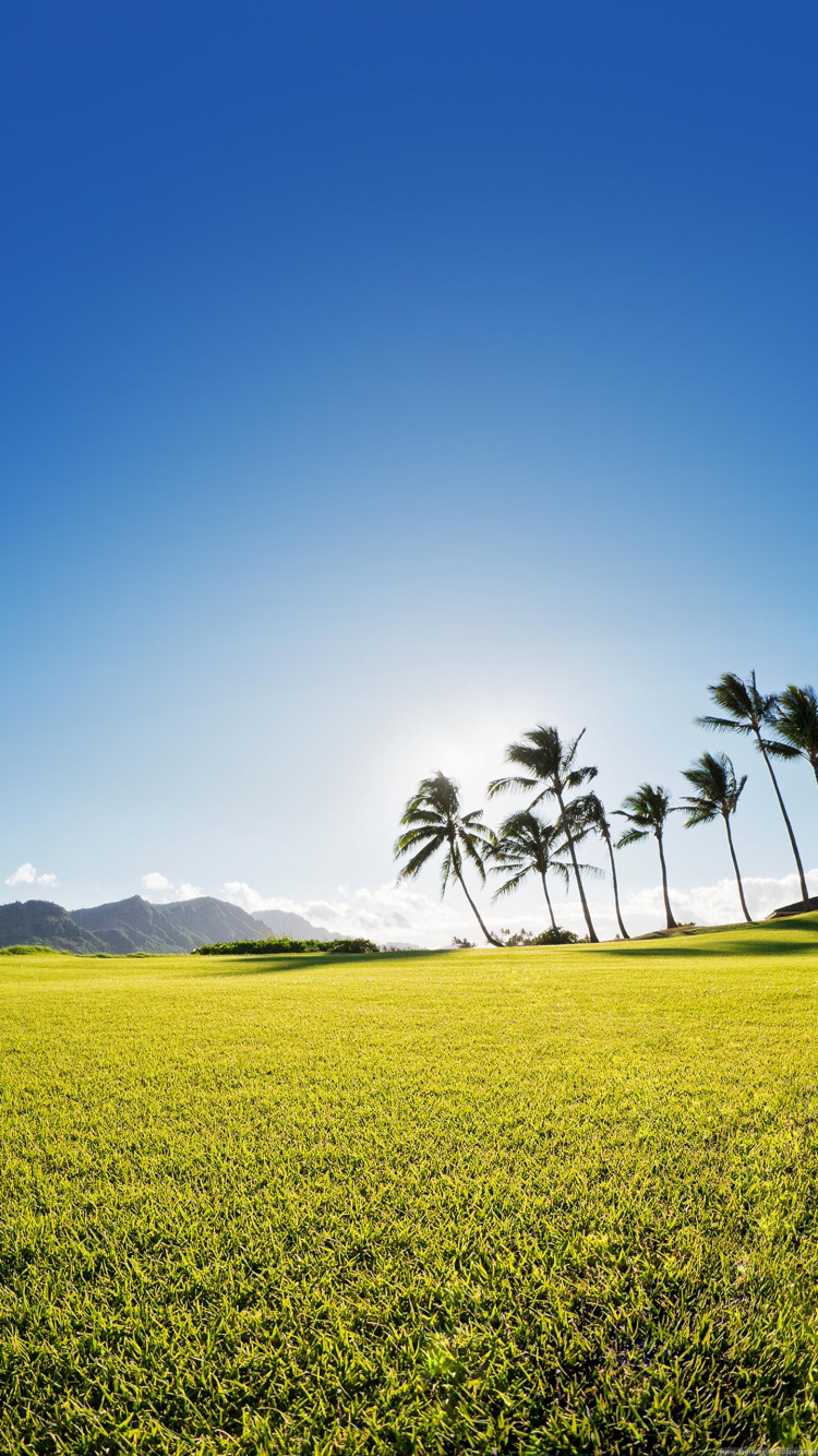 Обои поле, природа, природный ландшафт, сенокосное угодье, зеленый в разрешении 750x1334