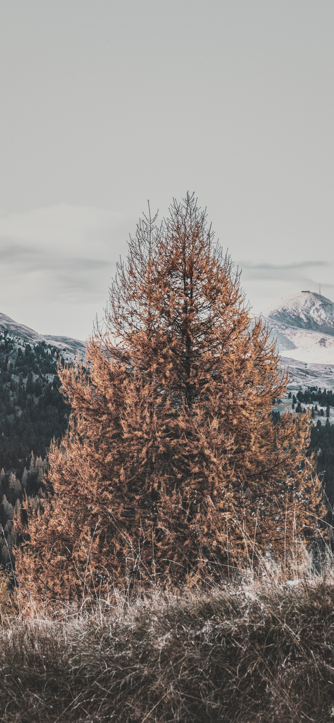 Обои дерево, зима, природный ландшафт, замораживание, древесные растения в разрешении 1125x2436