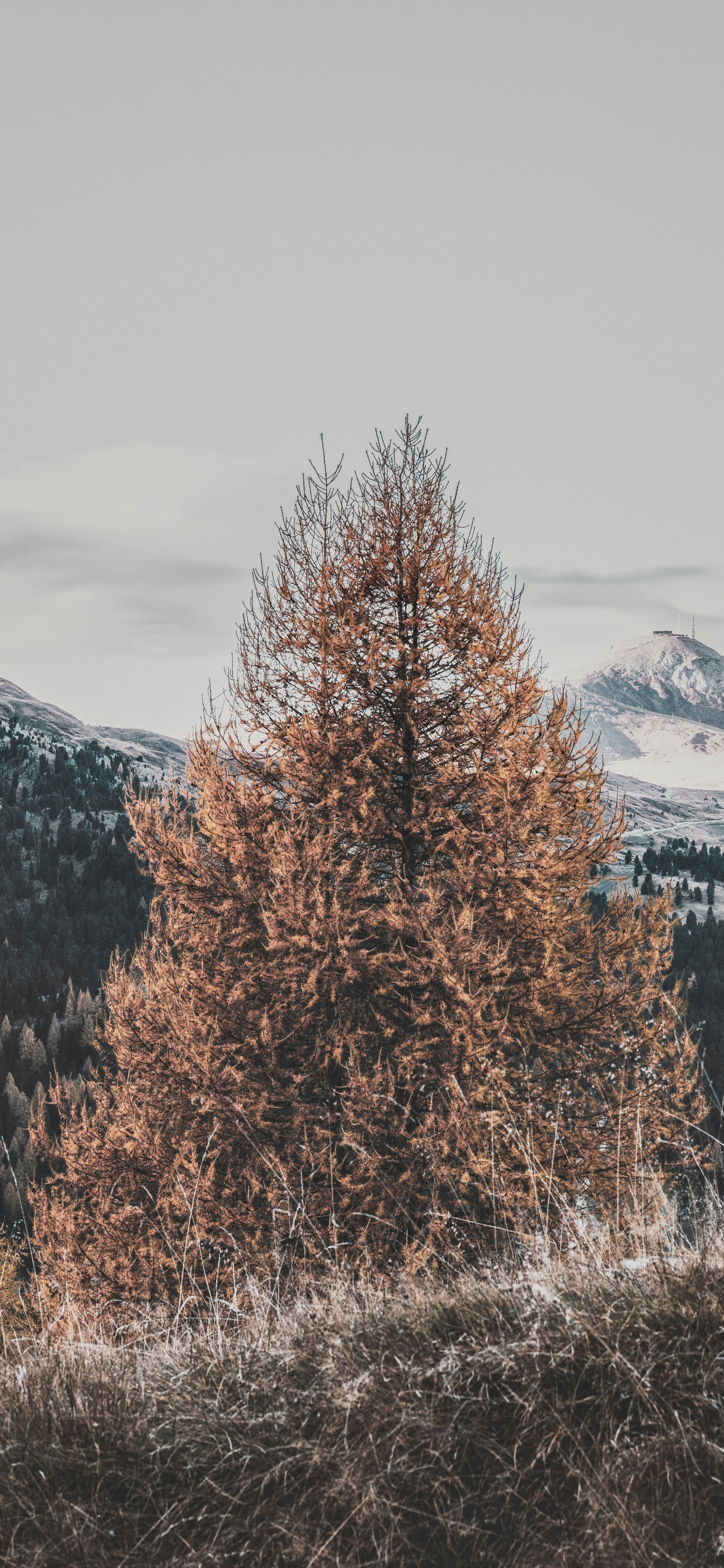 Обои дерево, зима, природный ландшафт, замораживание, древесные растения в разрешении 1242x2688