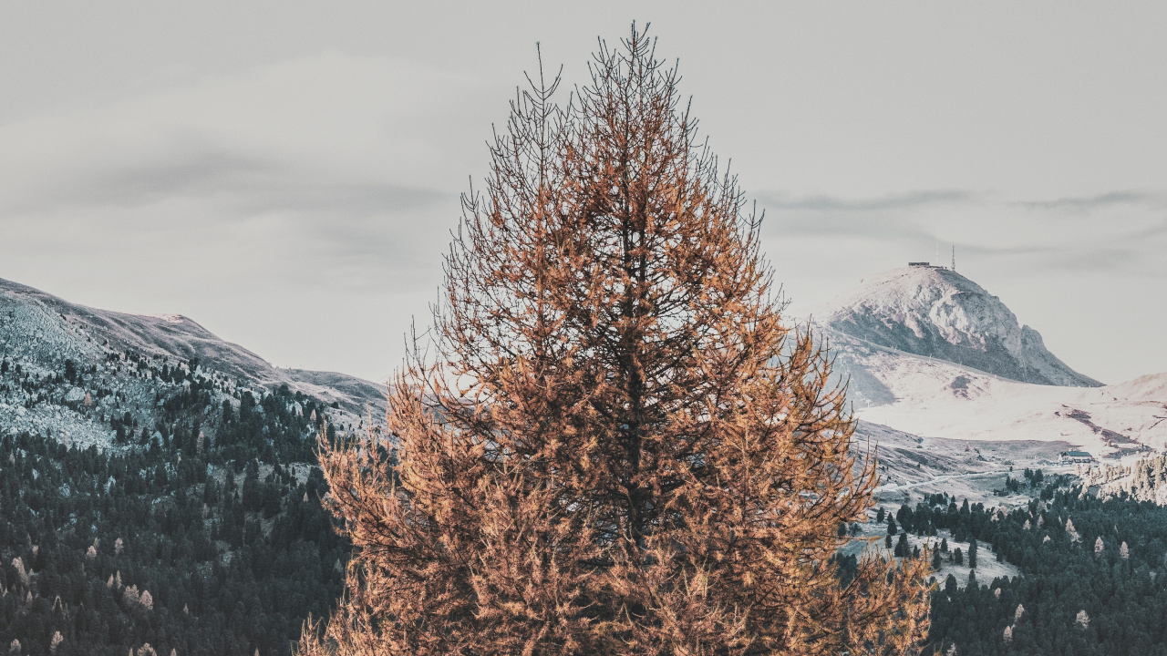 Обои дерево, зима, природный ландшафт, замораживание, древесные растения в разрешении 1280x720