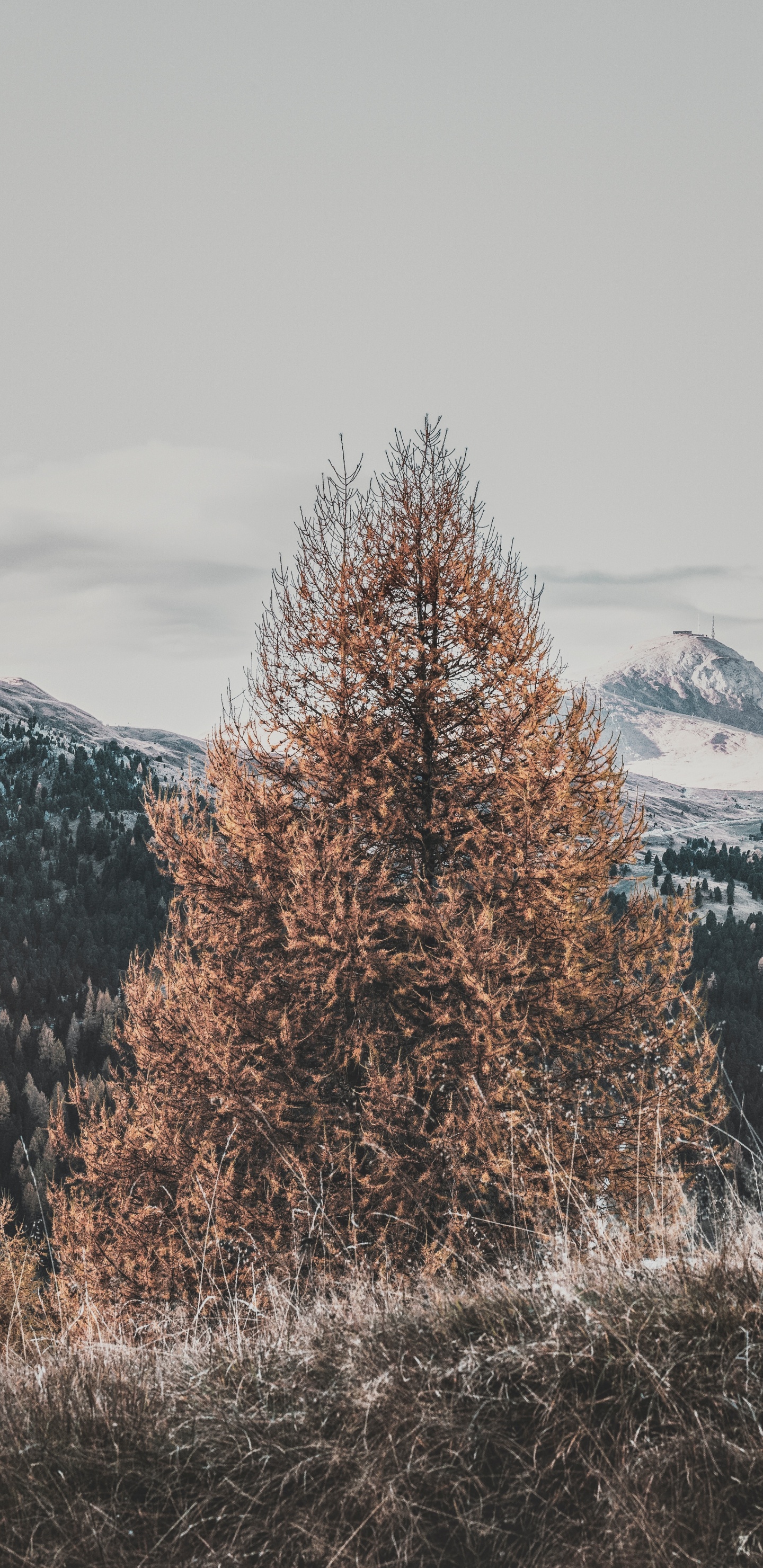 Обои дерево, зима, природный ландшафт, замораживание, древесные растения в разрешении 1440x2960