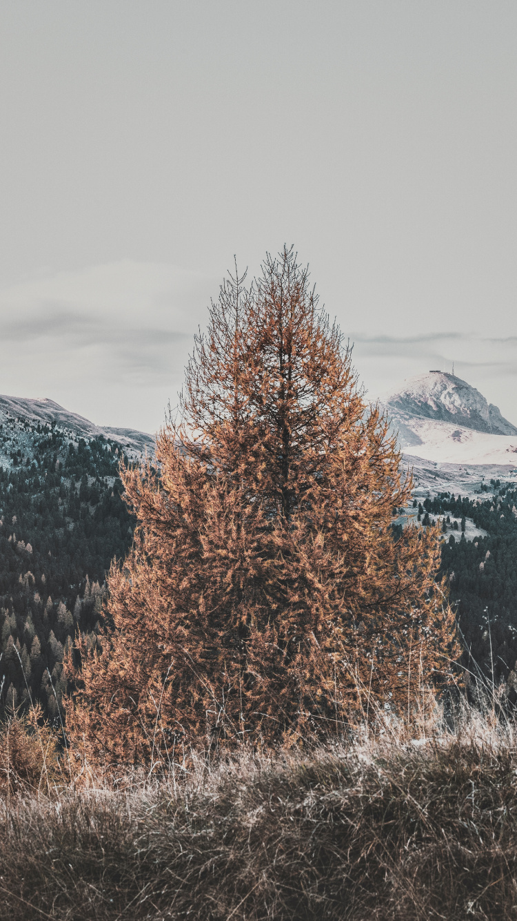 Обои дерево, зима, природный ландшафт, замораживание, древесные растения в разрешении 750x1334