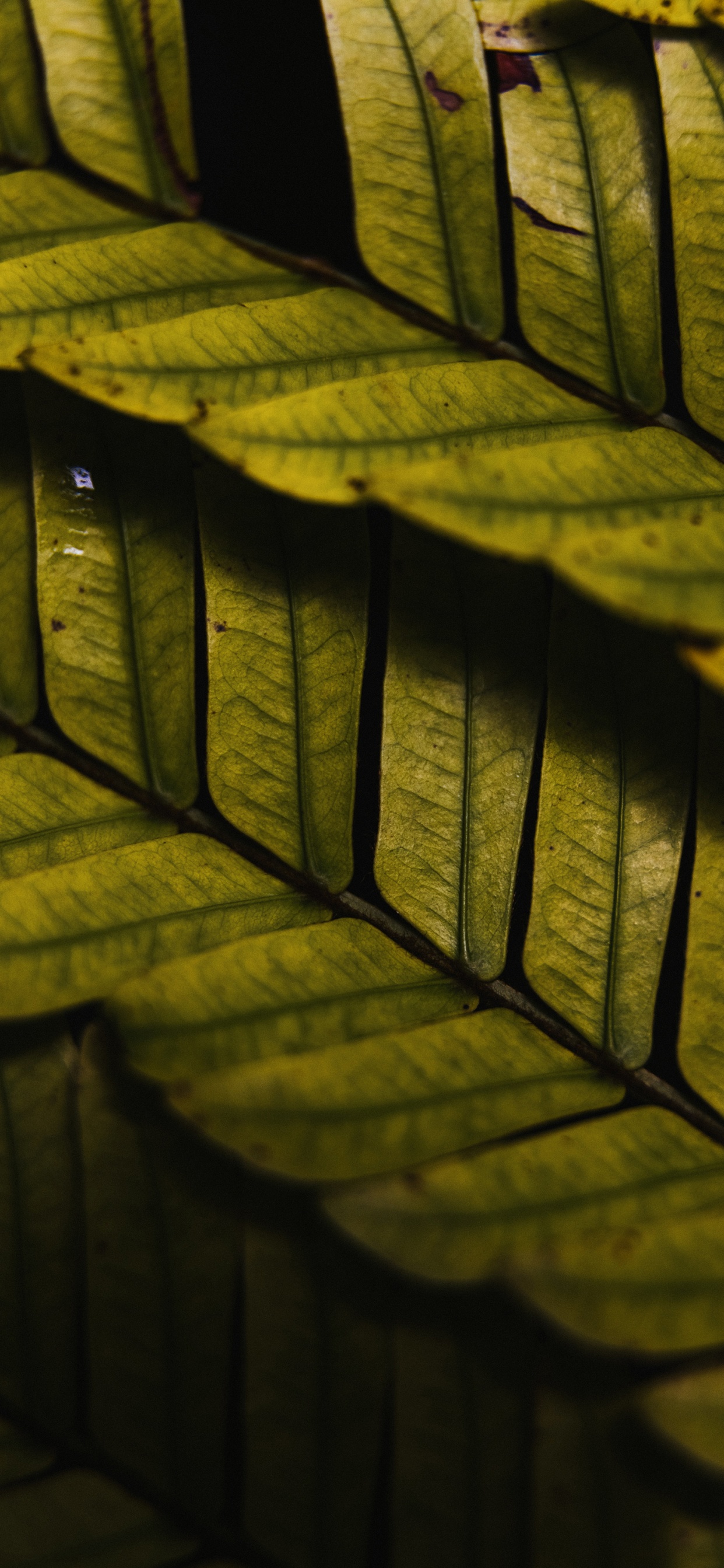 Обои древесина, освещение, солнечный свет, дневное освещение, автомобильные шины в разрешении 1242x2688