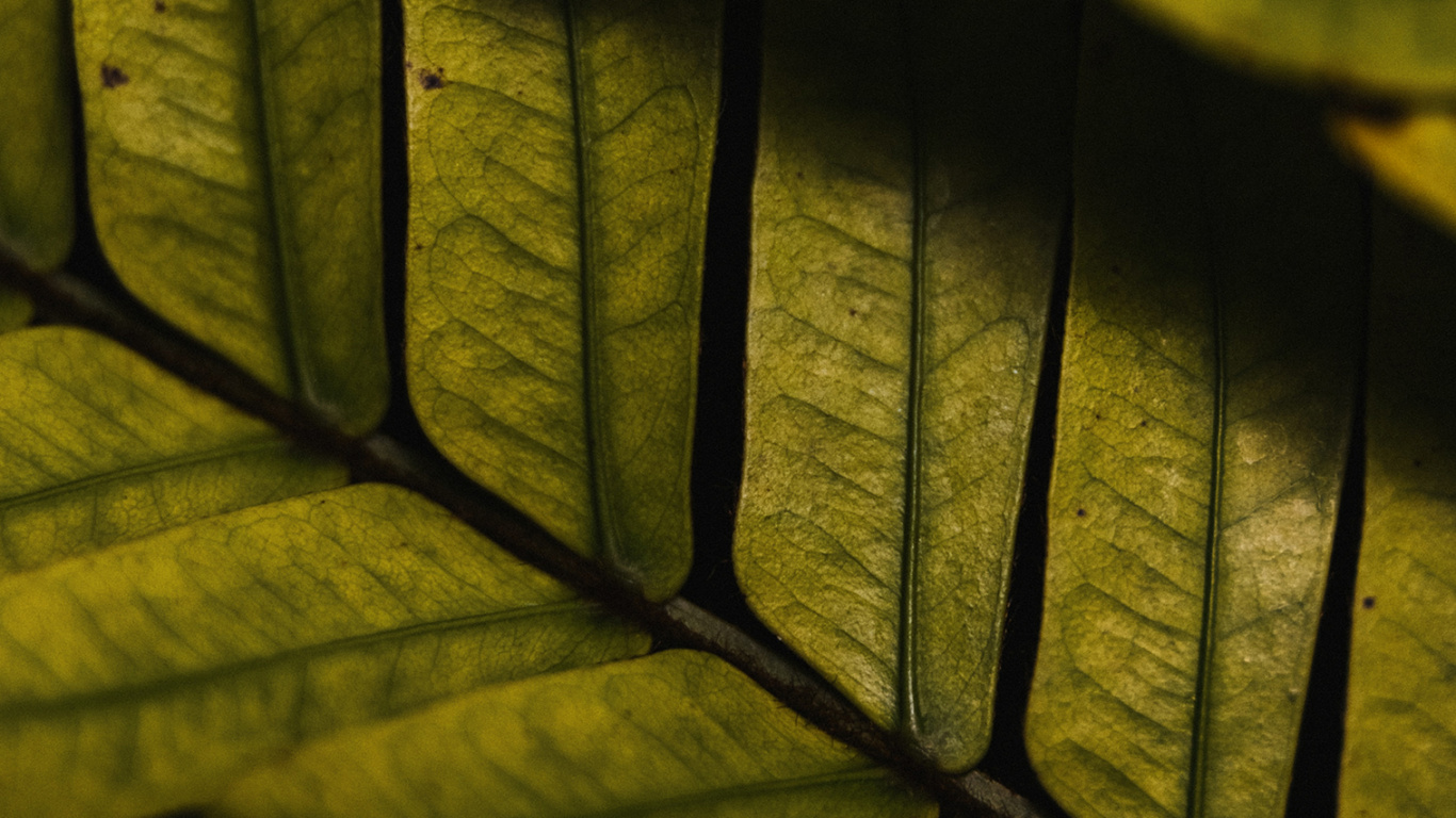 Обои древесина, освещение, солнечный свет, дневное освещение, автомобильные шины в разрешении 1366x768