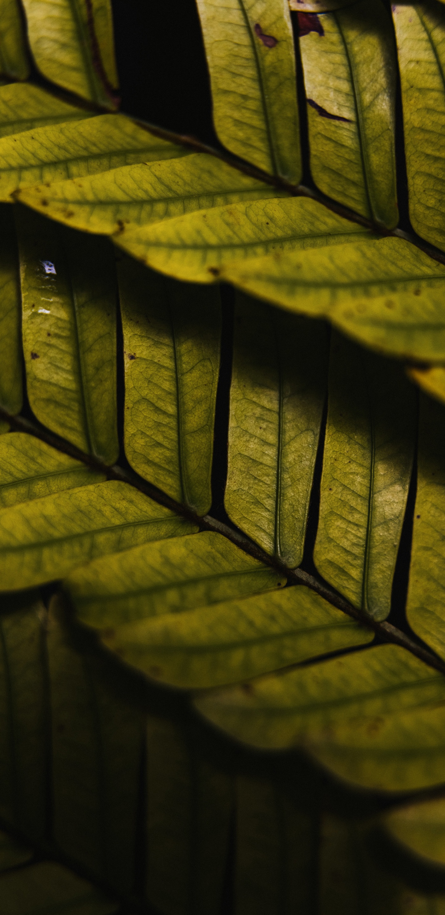 Обои древесина, освещение, солнечный свет, дневное освещение, автомобильные шины в разрешении 1440x2960