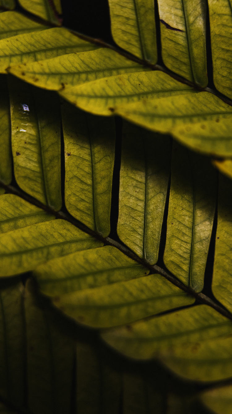 Обои древесина, освещение, солнечный свет, дневное освещение, автомобильные шины в разрешении 750x1334