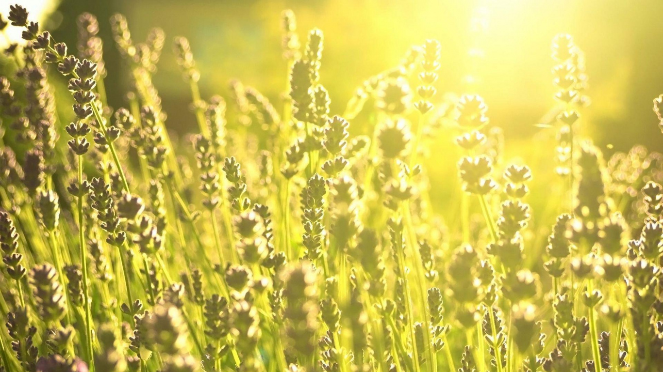Обои солнечный свет, луг, семейство травы, урожай, растительность в разрешении 1366x768