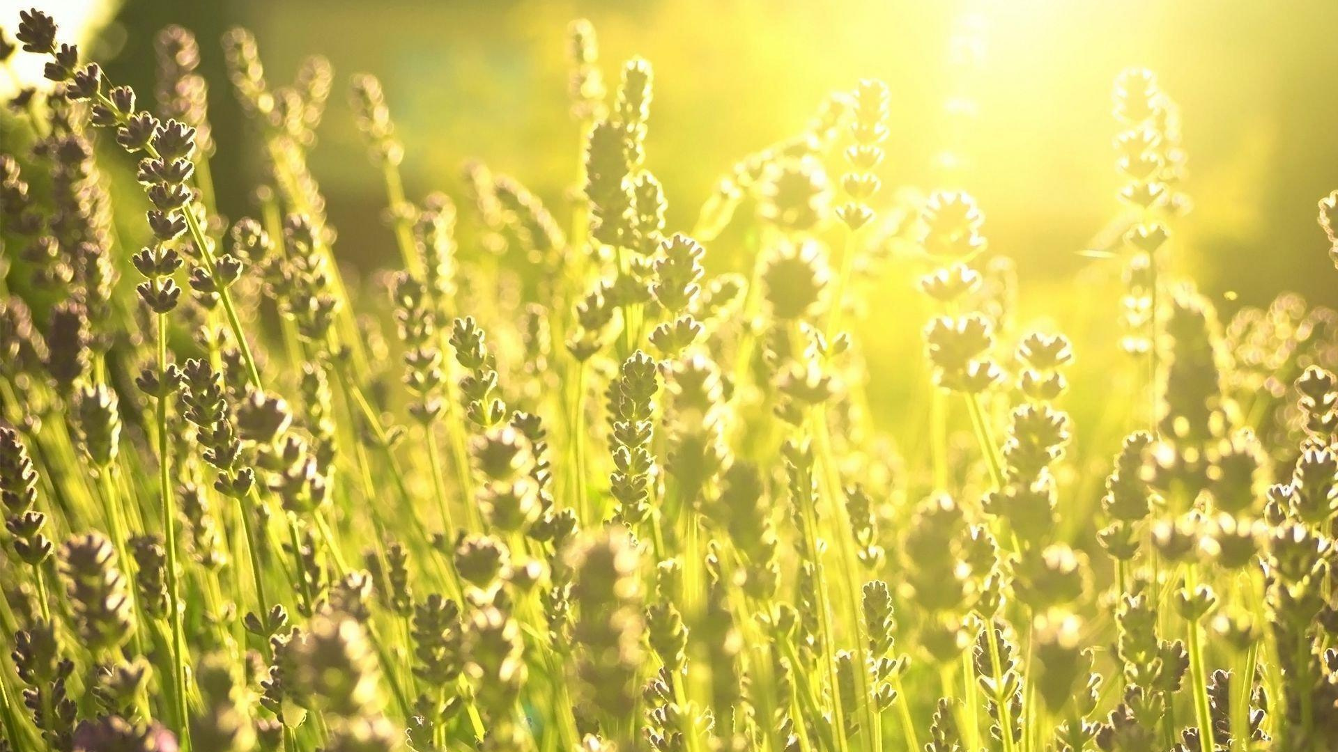 Обои солнечный свет, луг, семейство травы, урожай, растительность в разрешении 1920x1080