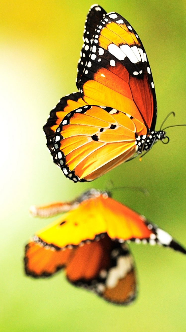 Обои насекомое, бабочкамонарх, общие молочая, бабочка, мотыльки и бабочки в разрешении 750x1334