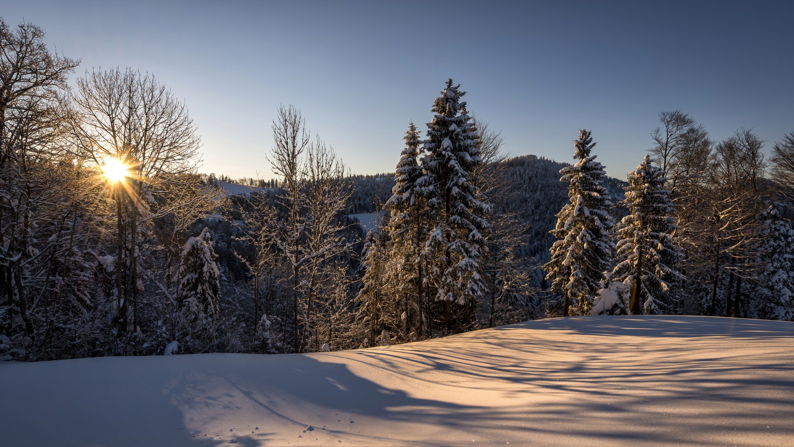 Обои природа, снег, зима, дерево, замораживание в разрешении 2560x1440