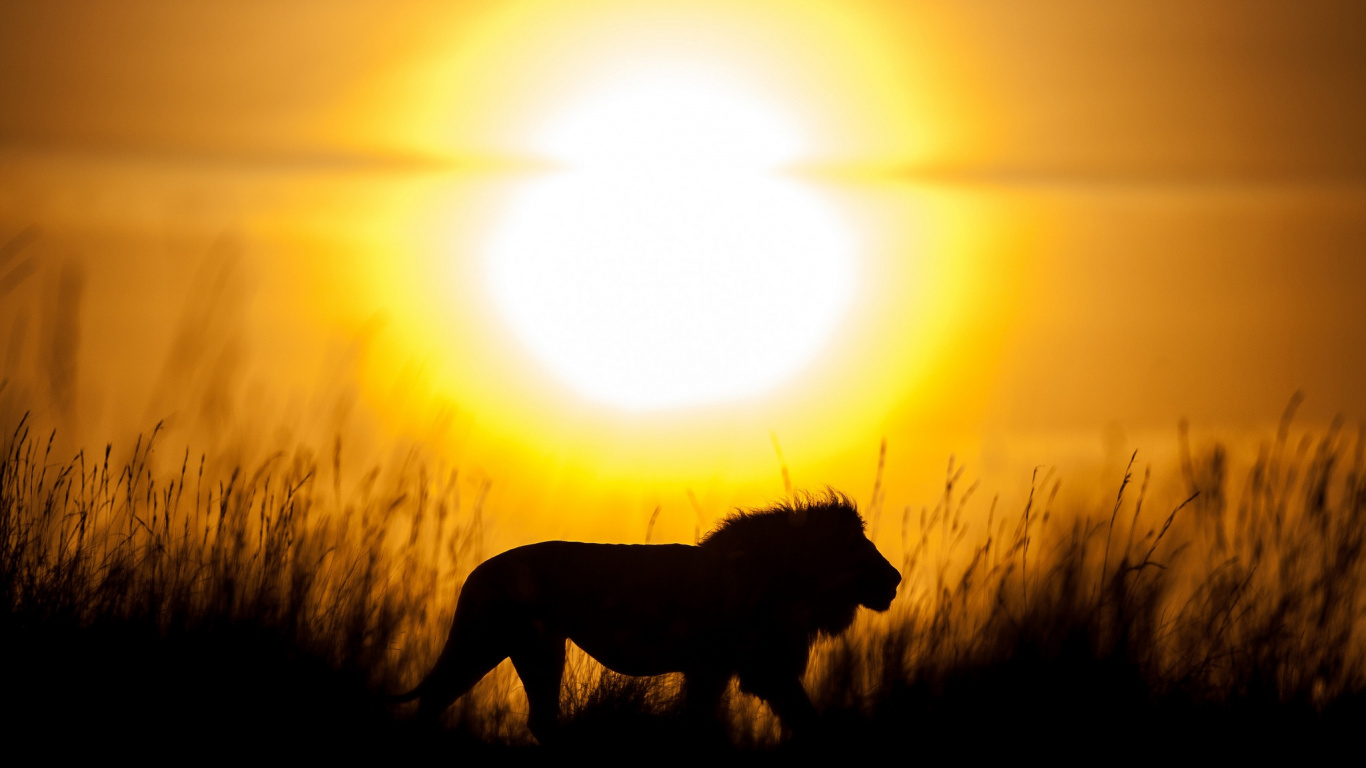 Обои Лев силуэт, Лев, силуэт, живая природа, восход солнца в разрешении 1366x768