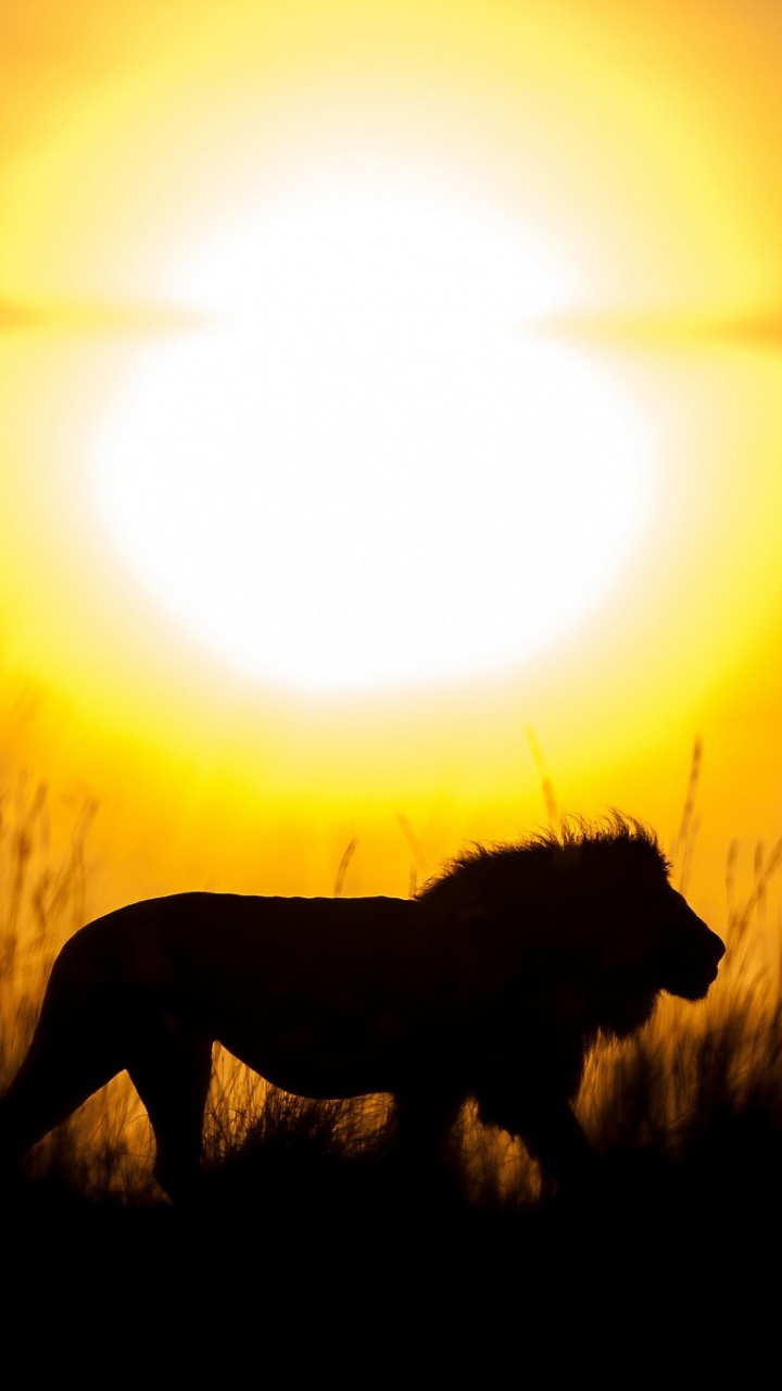 Обои Лев силуэт, Лев, силуэт, живая природа, восход солнца в разрешении 720x1280