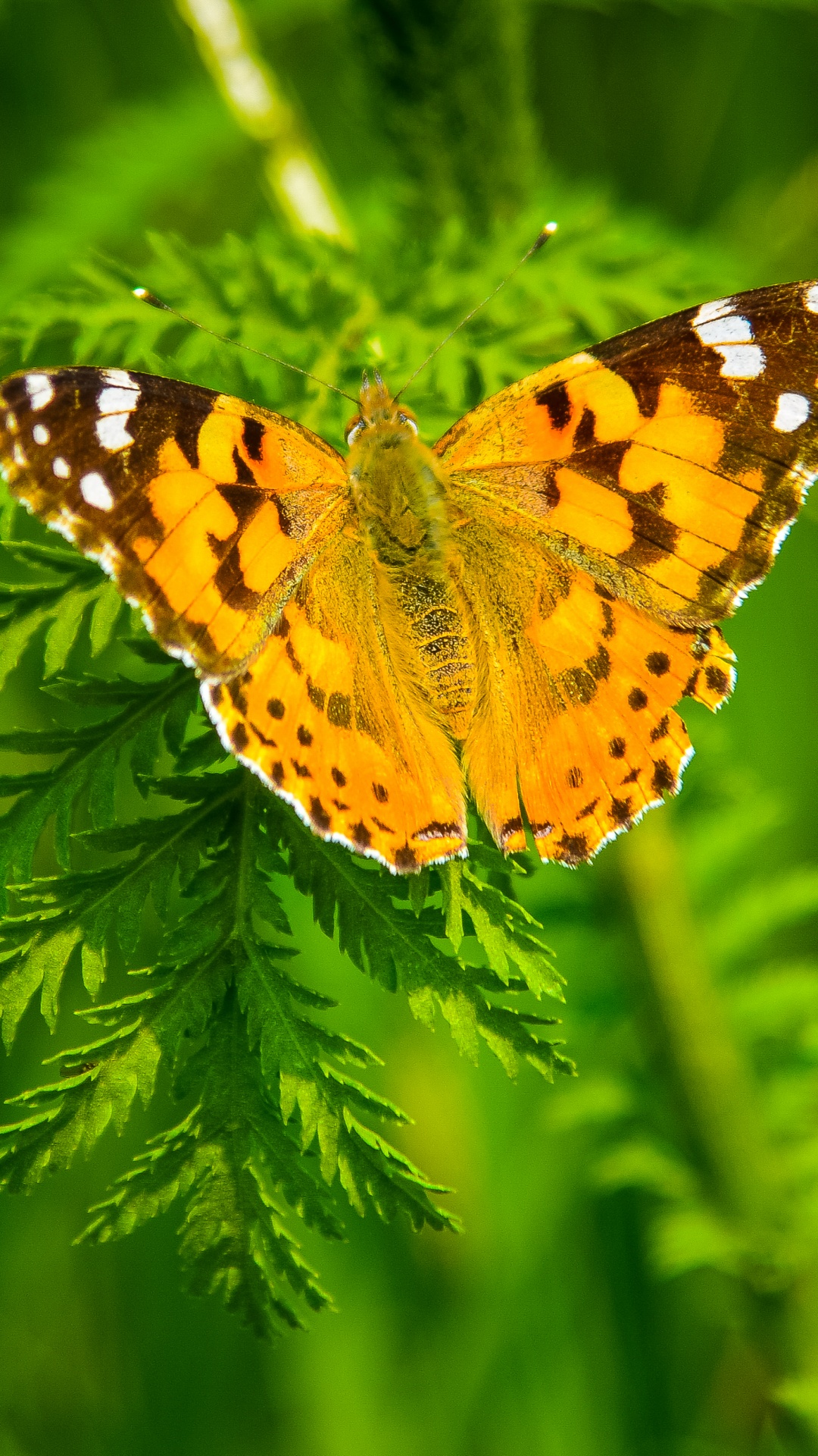 Обои насекомое, мотыльки и бабочки, бабочка, беспозвоночных, опылитель в разрешении 1080x1920