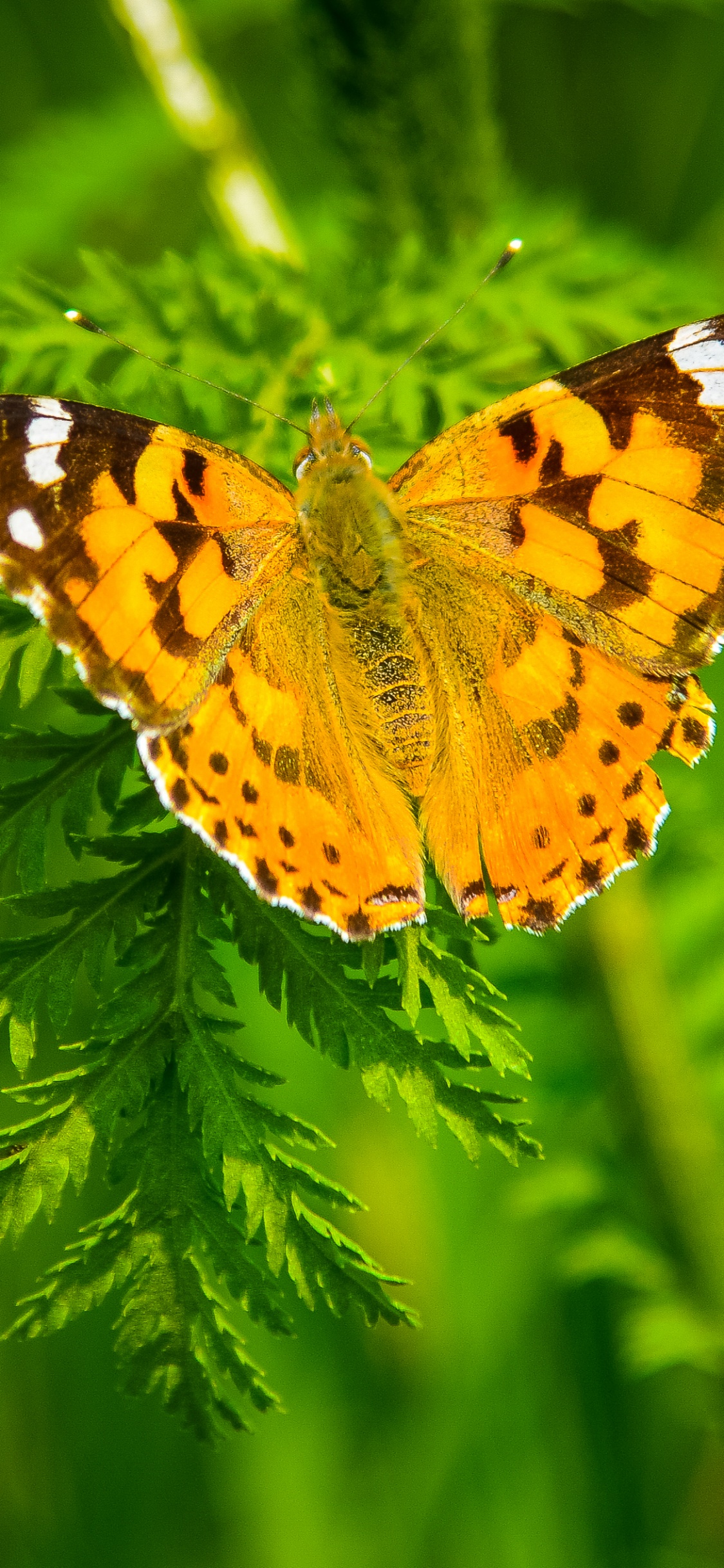 Обои насекомое, мотыльки и бабочки, бабочка, беспозвоночных, опылитель в разрешении 1125x2436