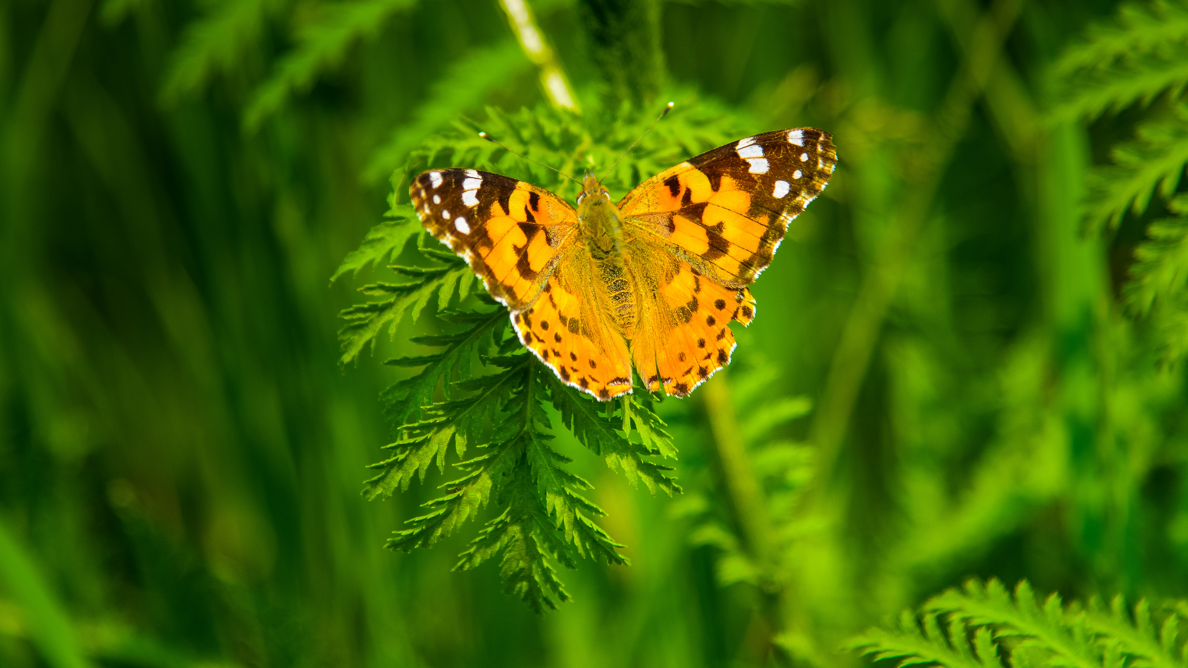 Обои насекомое, мотыльки и бабочки, бабочка, беспозвоночных, опылитель в разрешении 3840x2160