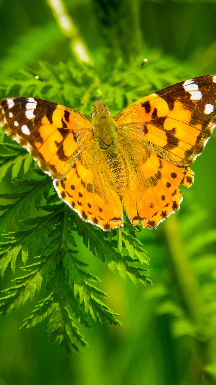 Обои насекомое, мотыльки и бабочки, бабочка, беспозвоночных, опылитель в разрешении 720x1280