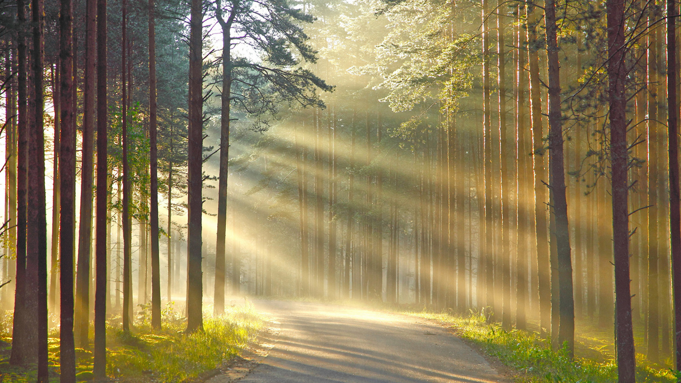 Обои природа, дерево, лес, солнечный свет, утро в разрешении 1366x768