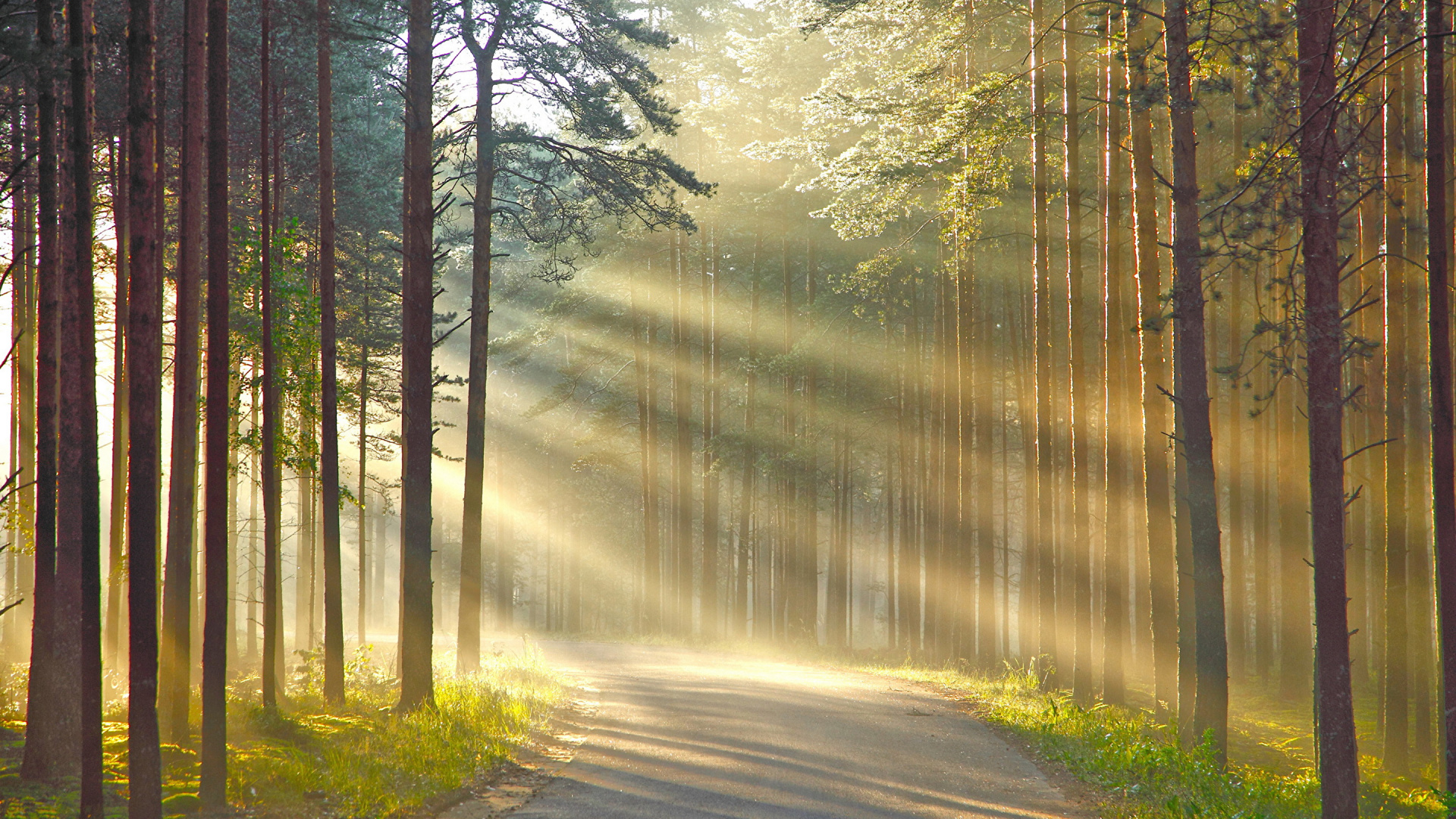 Обои природа, дерево, лес, солнечный свет, утро в разрешении 1920x1080