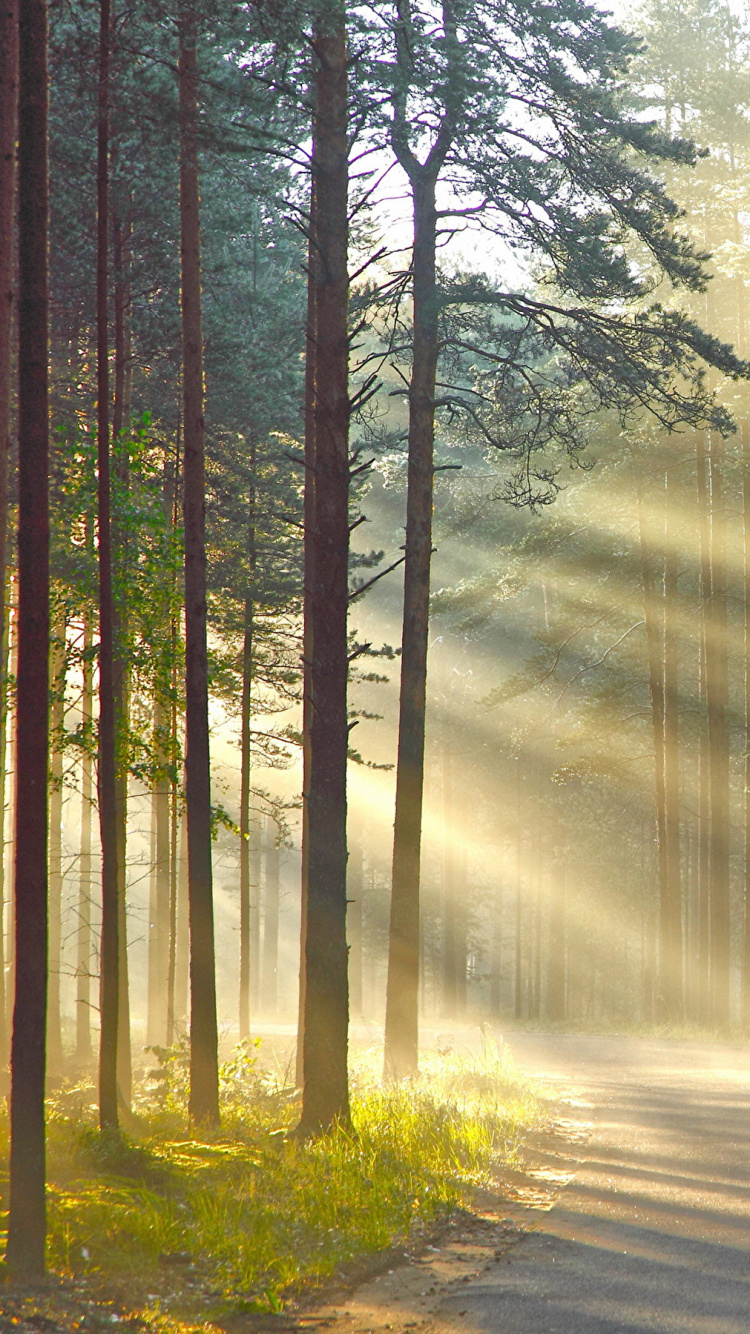 Обои природа, дерево, лес, солнечный свет, утро в разрешении 750x1334