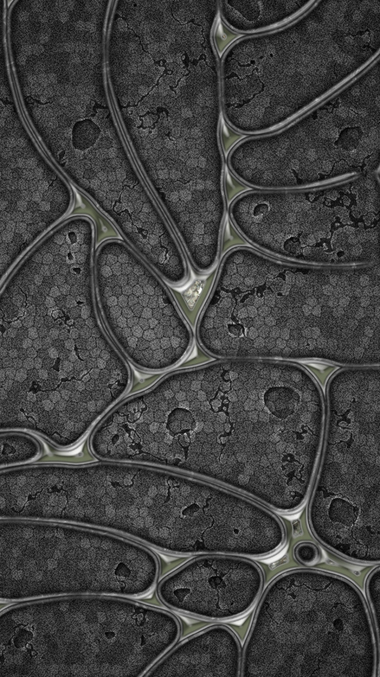 Обои узор, лист, дизайн, монохромный, монохромный режим в разрешении 750x1334