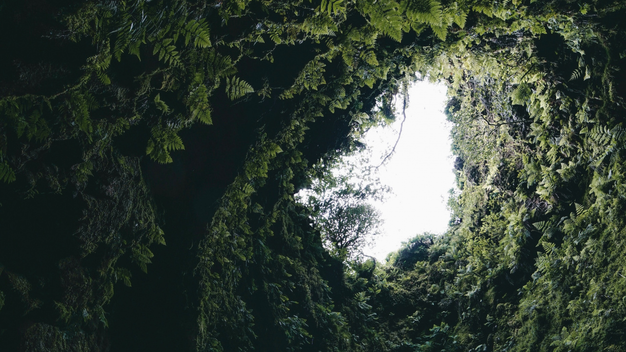 Обои зеленый, дерево, формирование, лес, растение в разрешении 1280x720